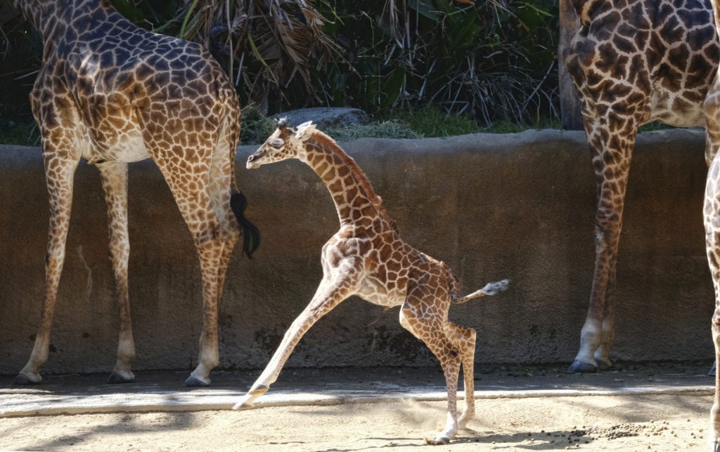 Topeka Zoo announces 2 giraffes are pregnant News, Sports, Jobs